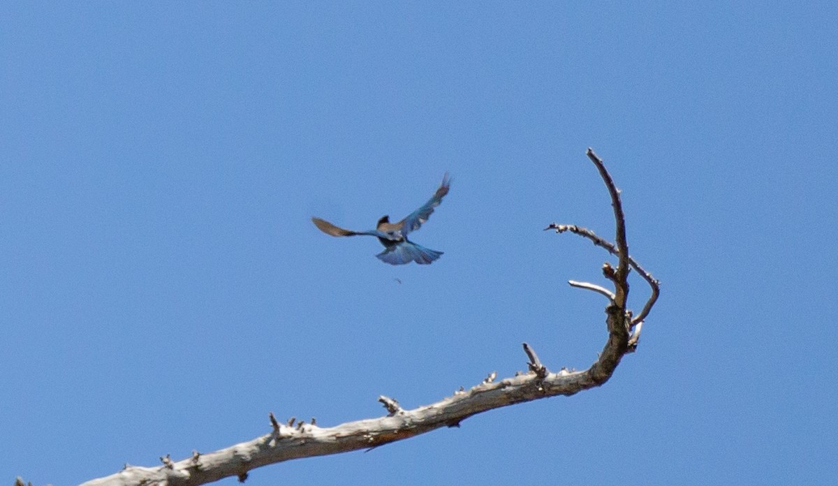 Steller's Jay - ML581370341