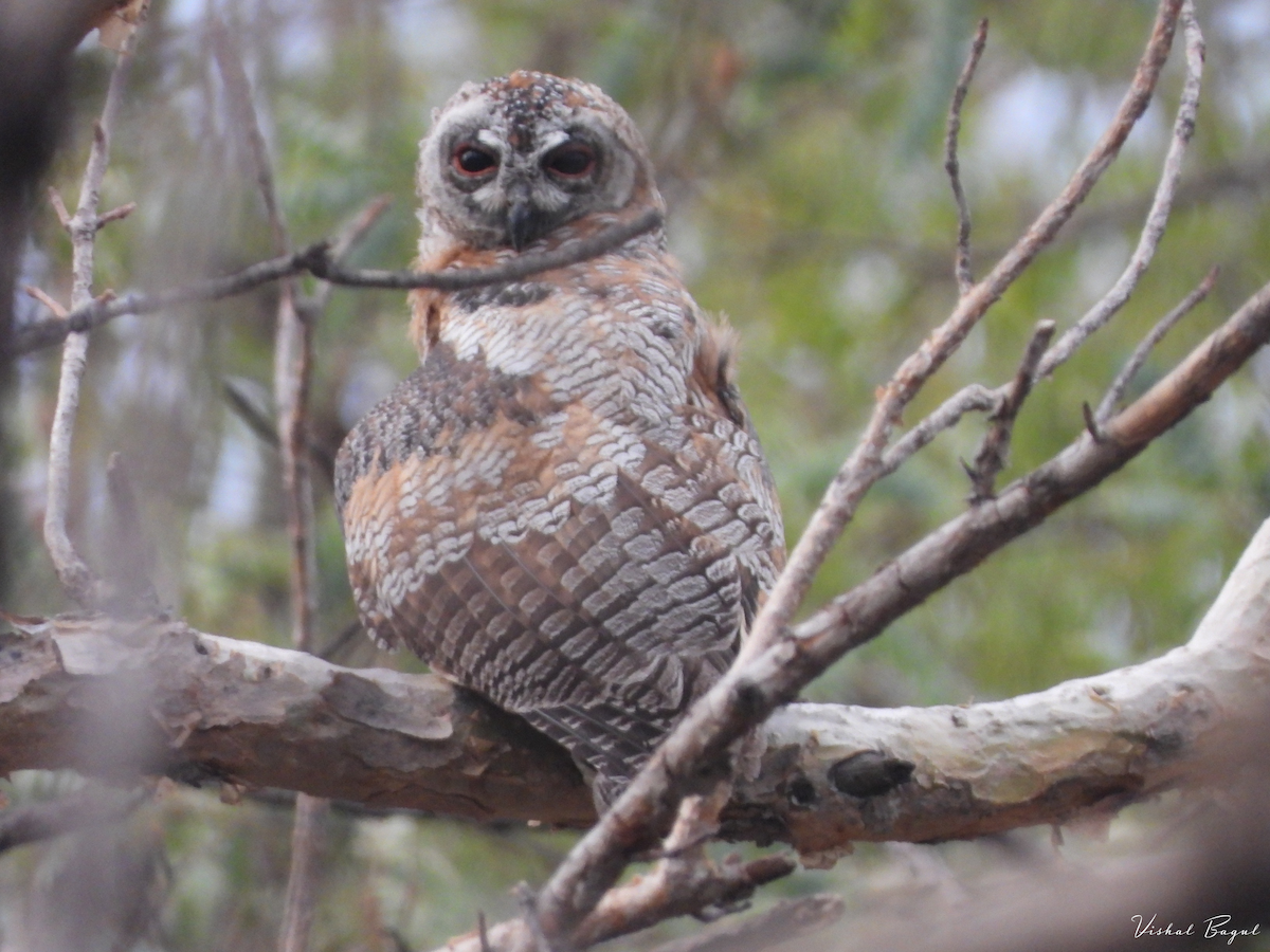 Mottled Wood-Owl - ML581372061