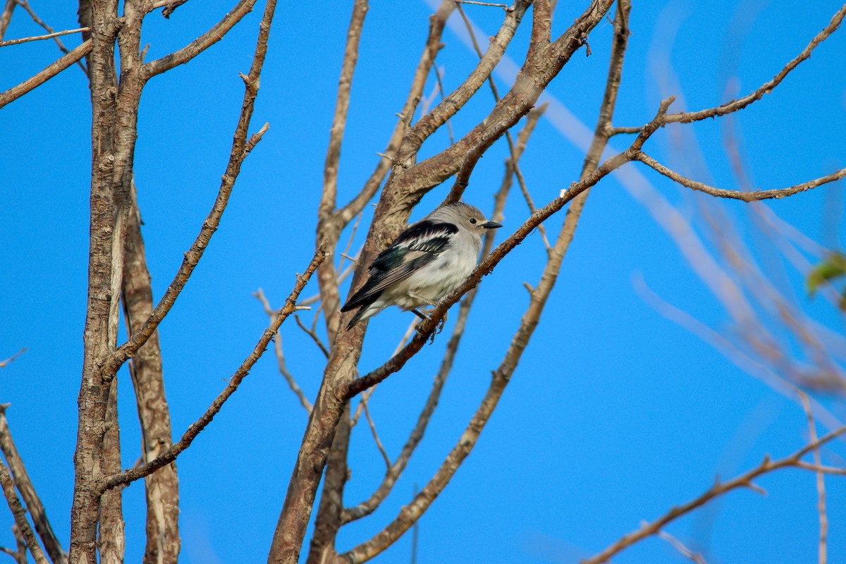 Daurian Starling - ML581372871