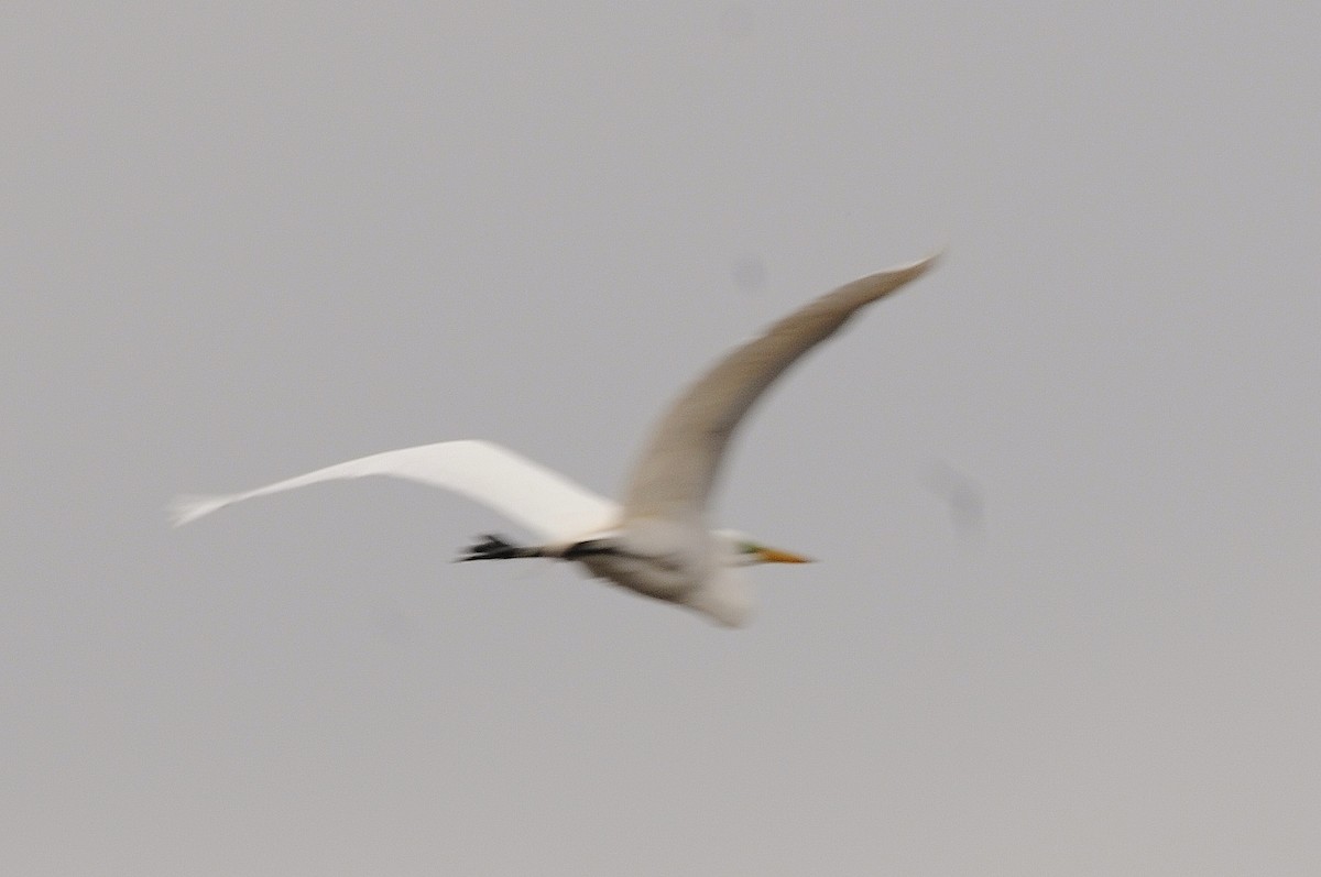 Great Egret - Rick Beaudon