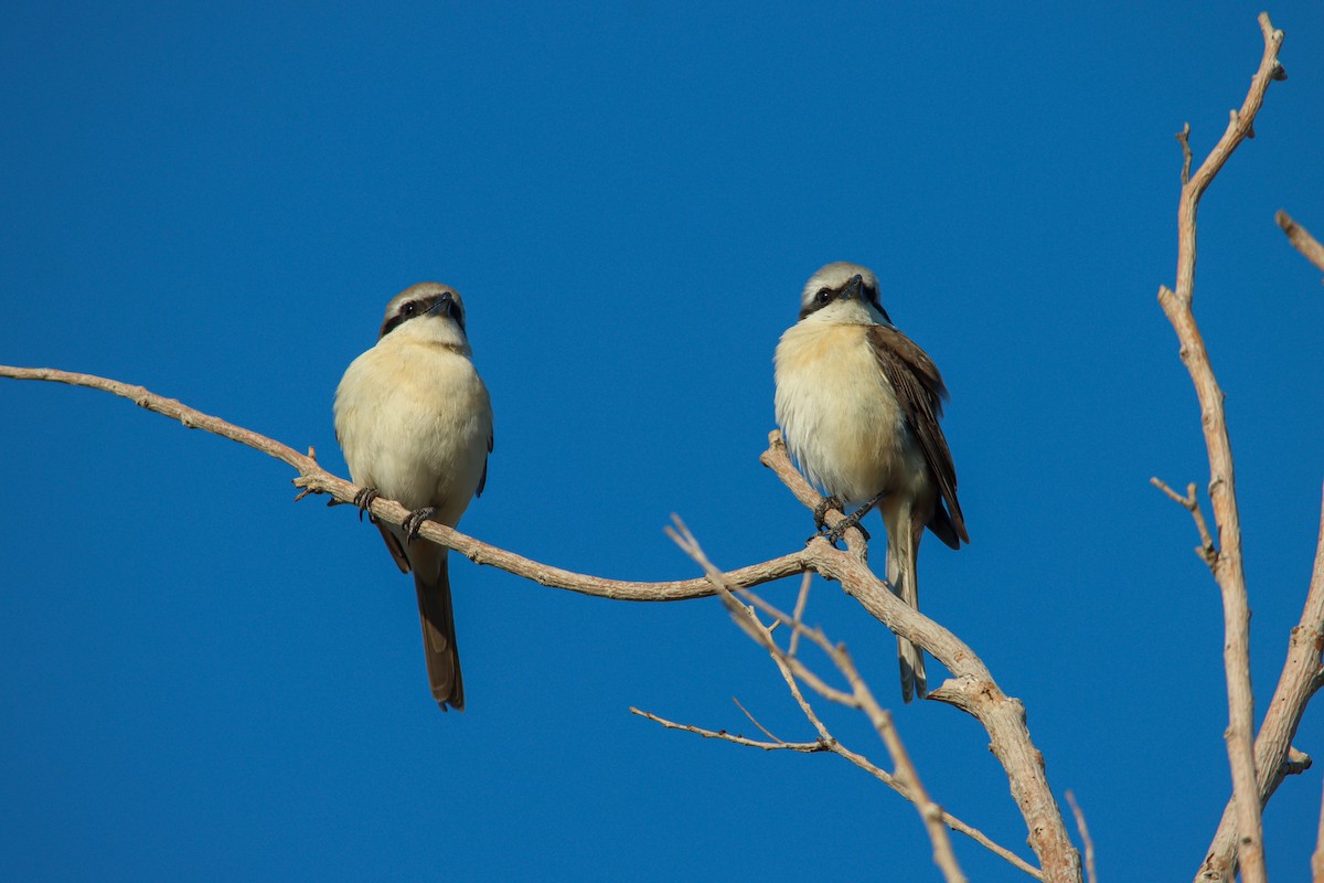 Brown Shrike - ML581373341