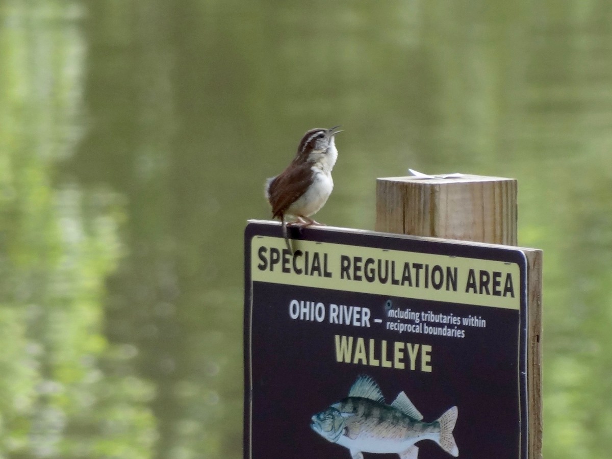 Carolina Wren - ML58137351