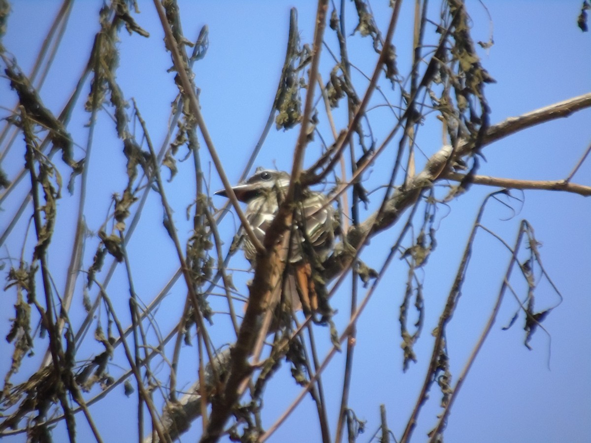 Sulphur-bellied Flycatcher - ML581374661