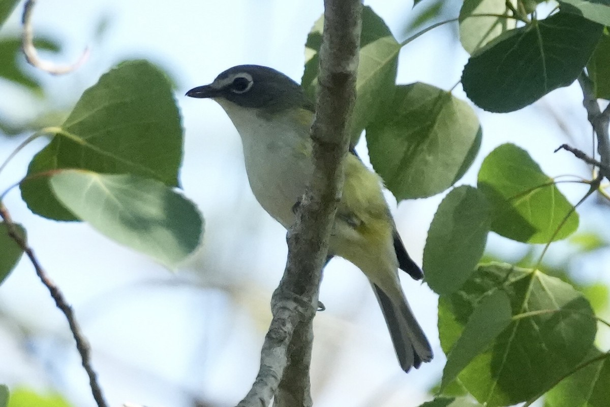 Blue-headed Vireo - ML581376491