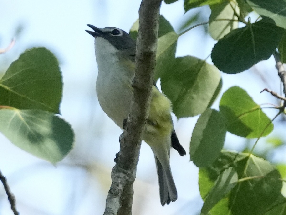 Blue-headed Vireo - ML581376501
