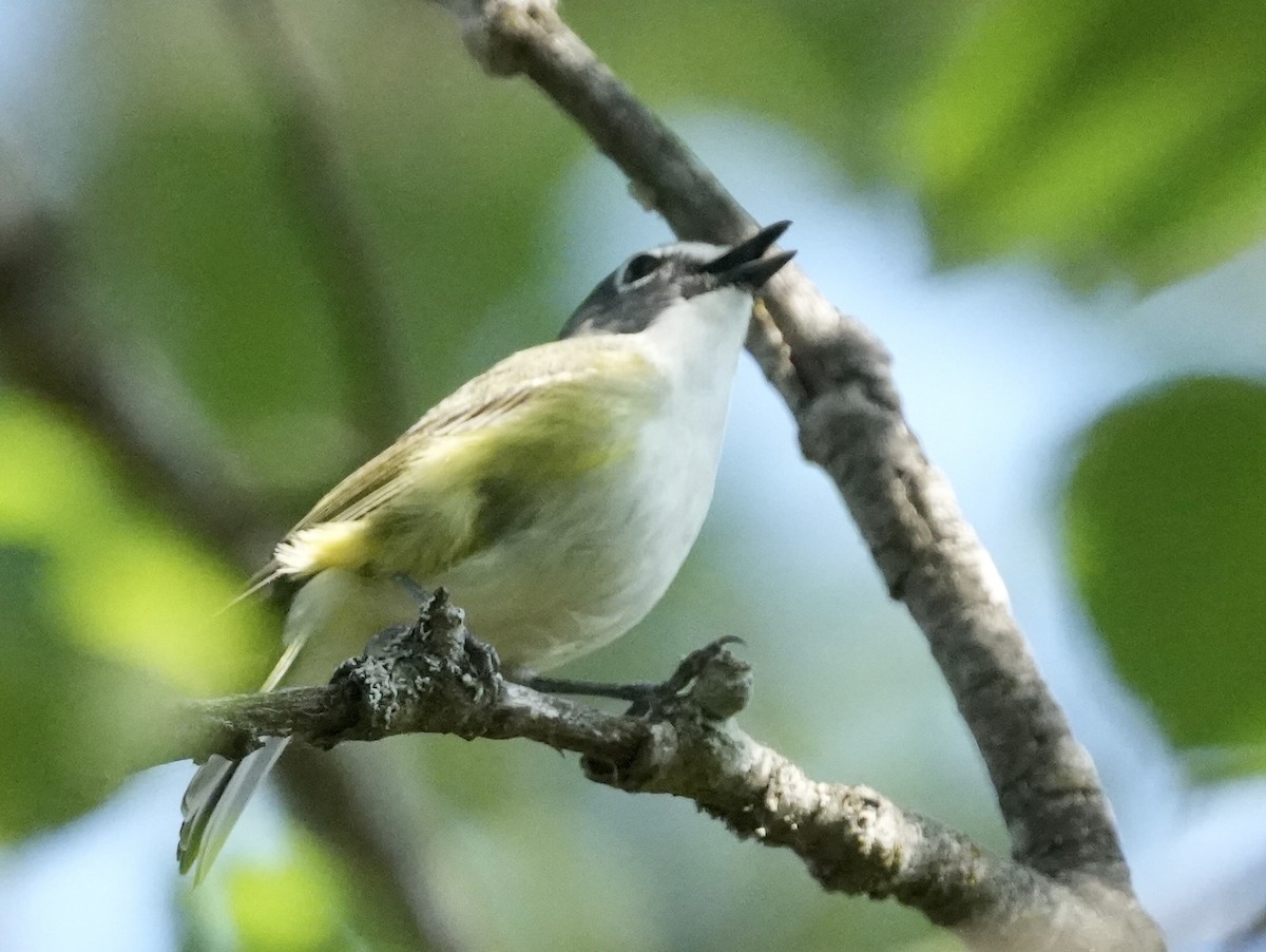Blue-headed Vireo - ML581376511