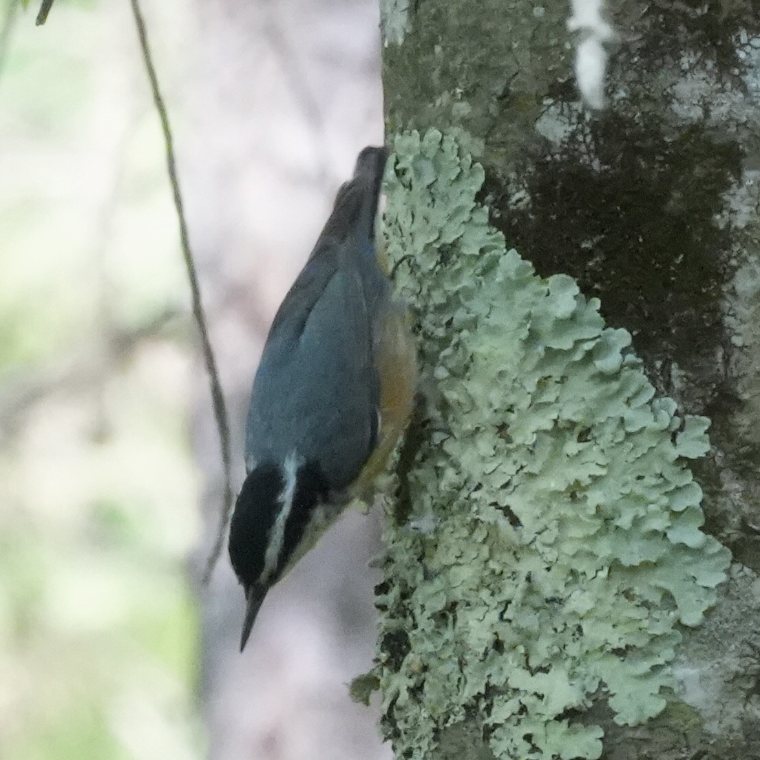 Red-breasted Nuthatch - ML581376711