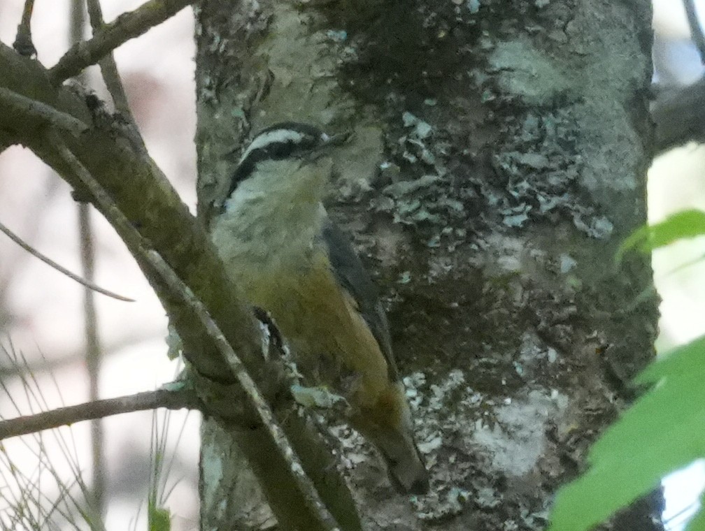 Red-breasted Nuthatch - ML581376721