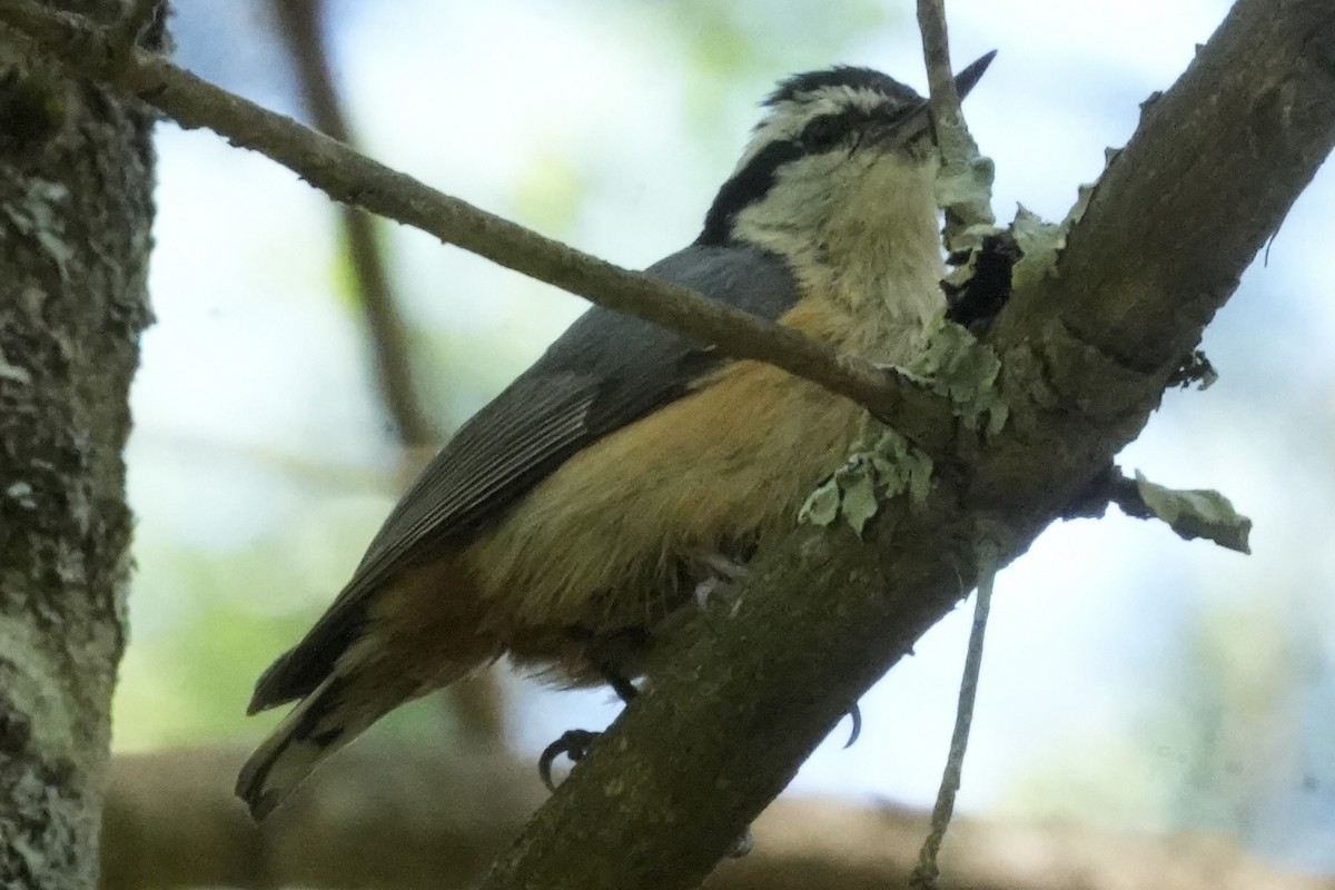 Red-breasted Nuthatch - ML581376731