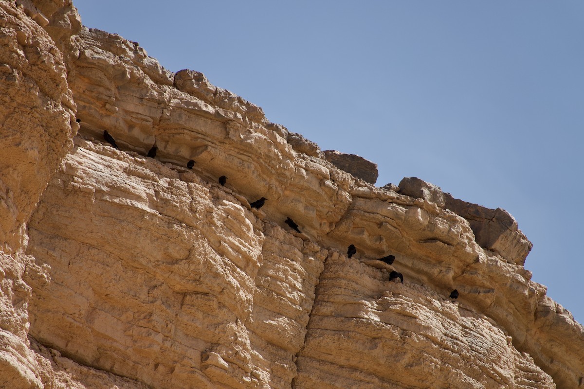 Brown-necked Raven - ML581377131