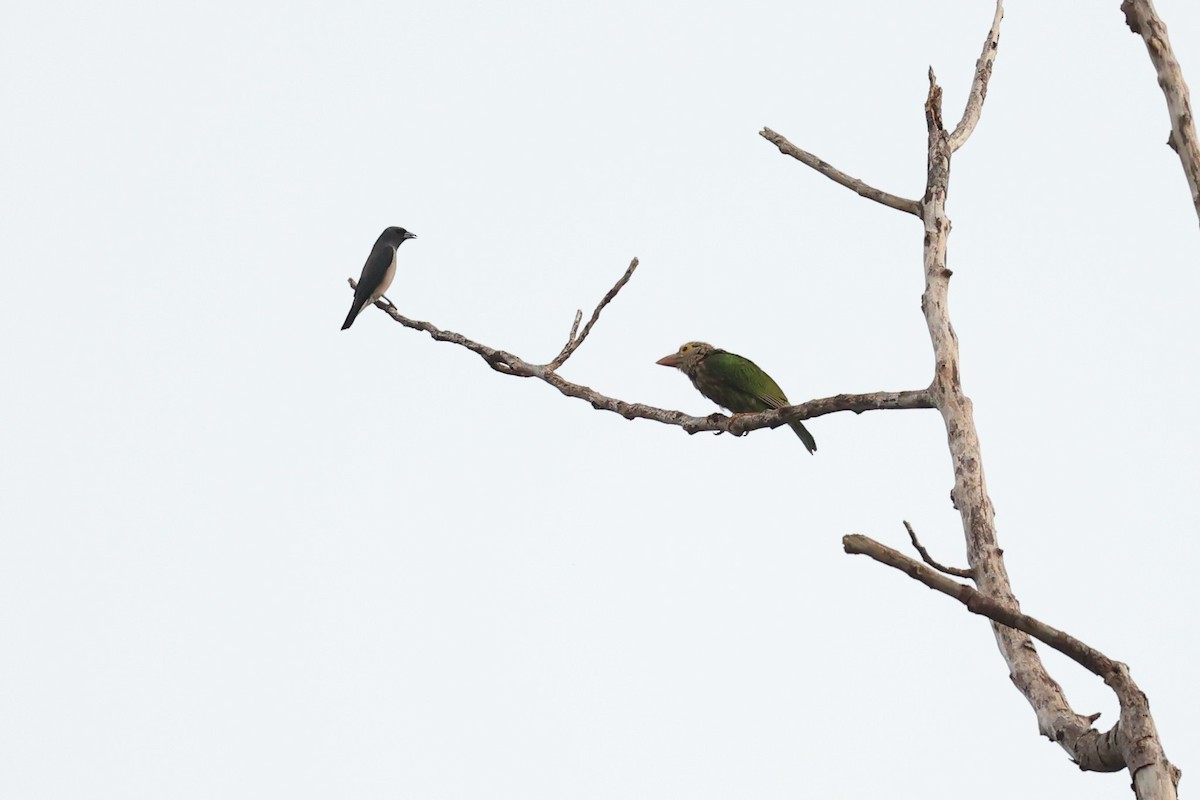 Lineated Barbet - ML581377511