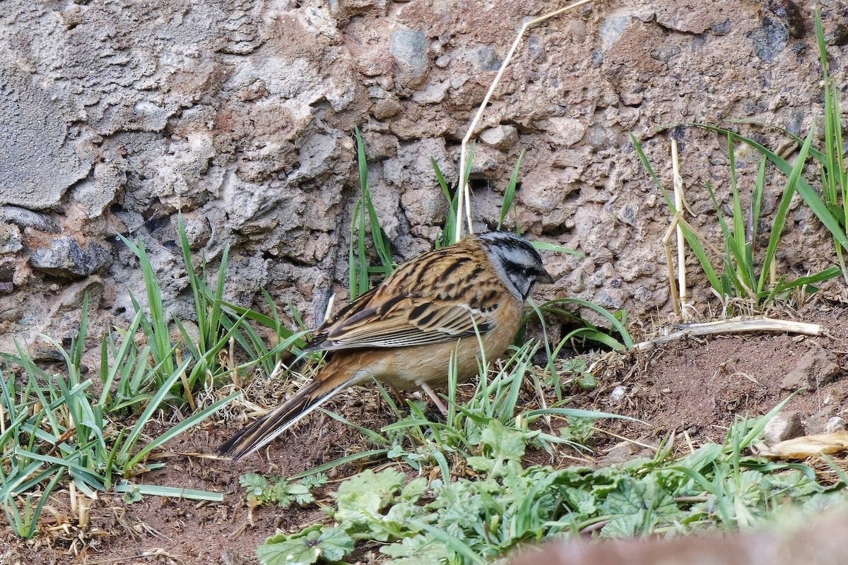 Rock Bunting - ML581377711