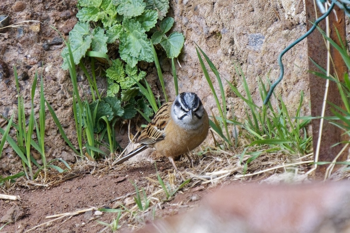 Rock Bunting - ML581377721