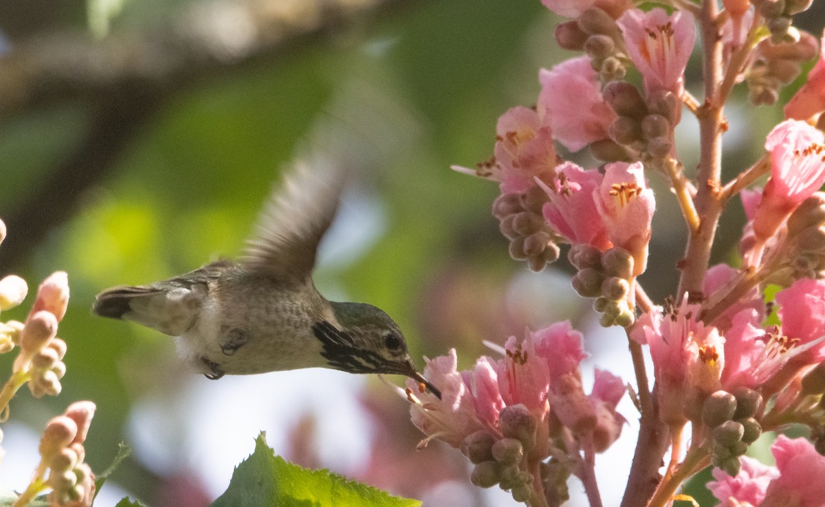 Calliope Hummingbird - ML581377961