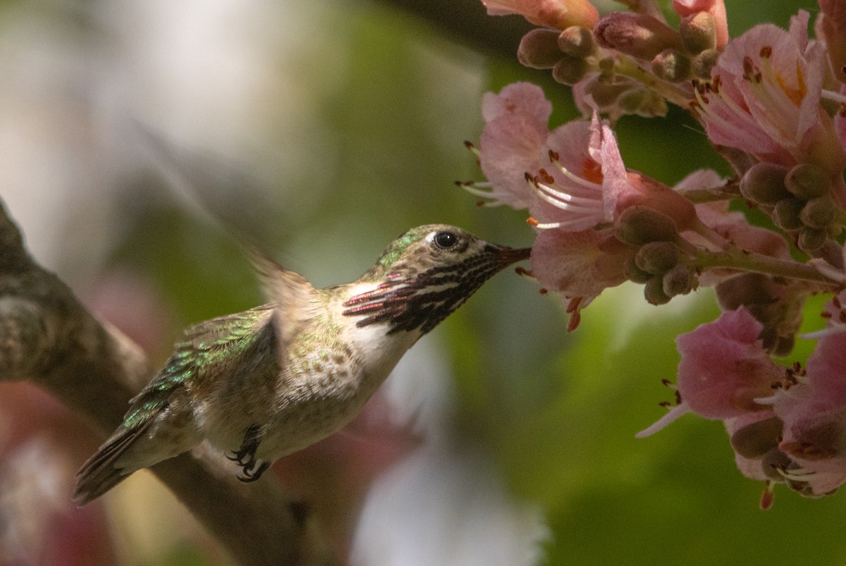 Calliope Hummingbird - ML581377971