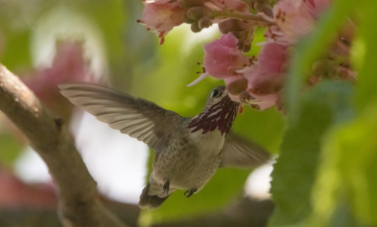 Calliope Hummingbird - ML581377981