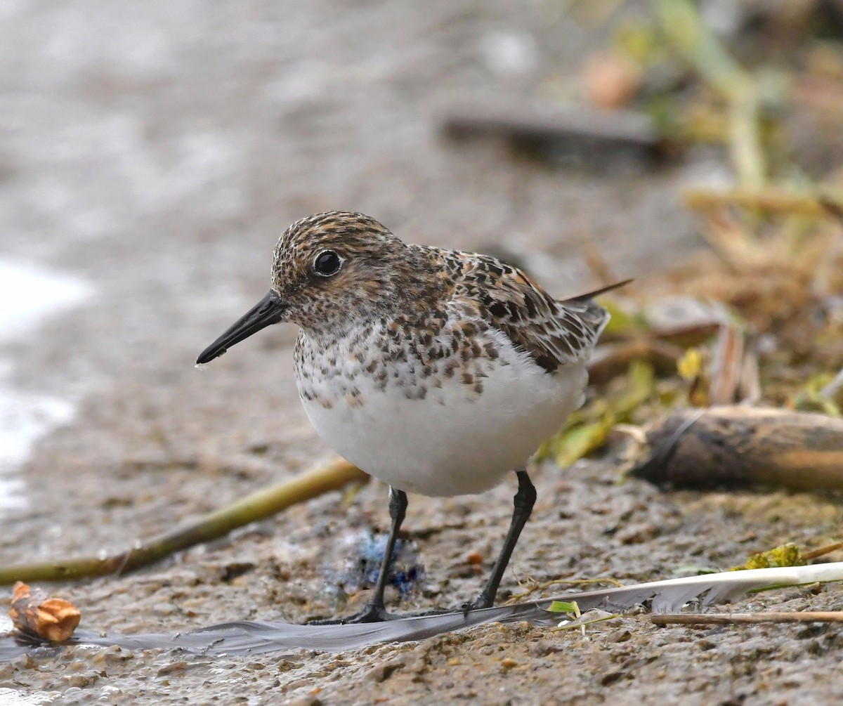 Sanderling - Andy Day