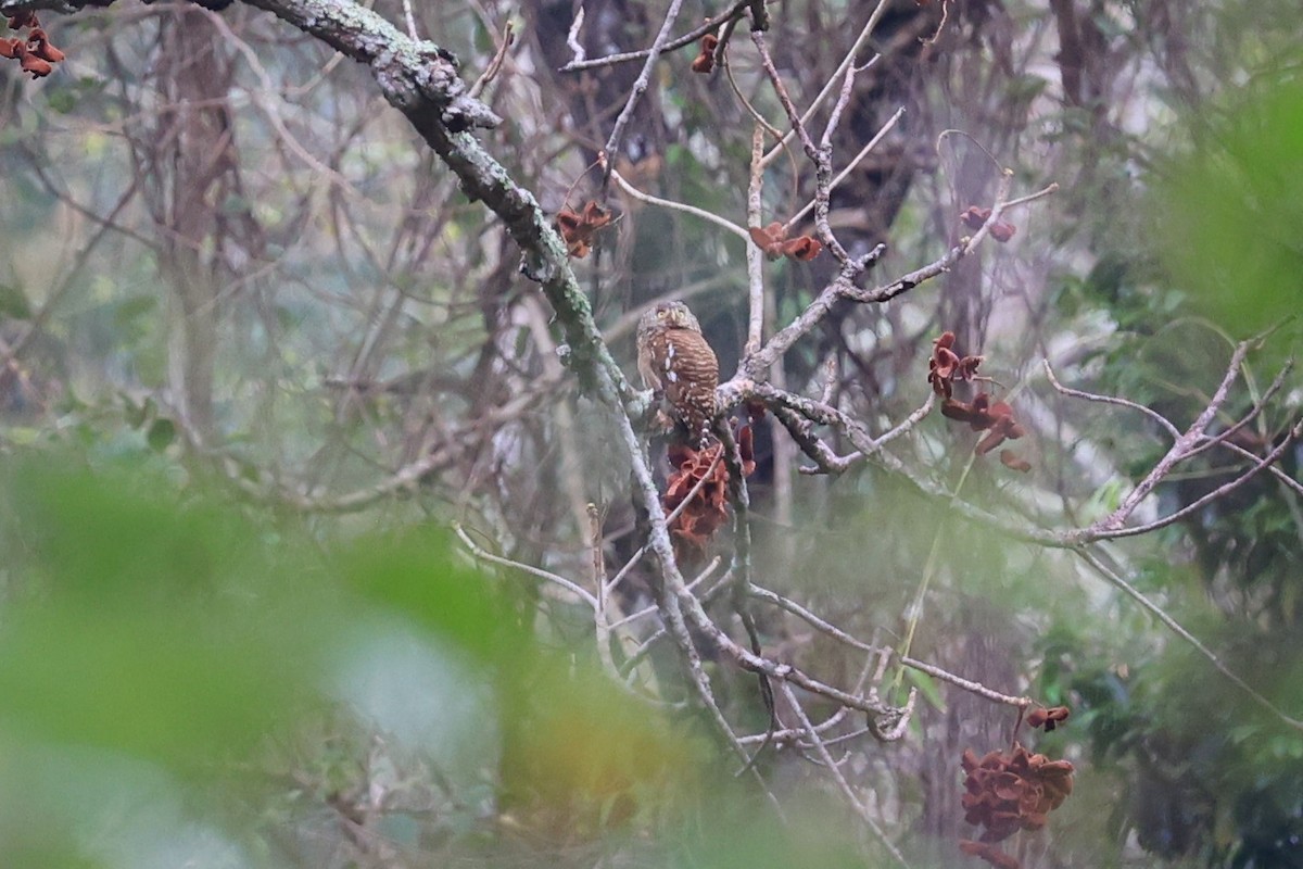 Collared Owlet - ML581378211