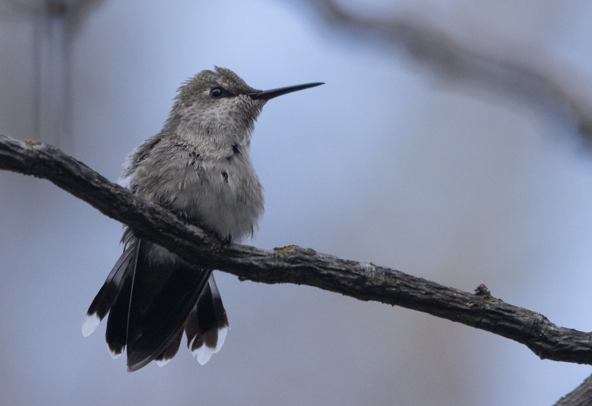 Anna's Hummingbird - ML581378251