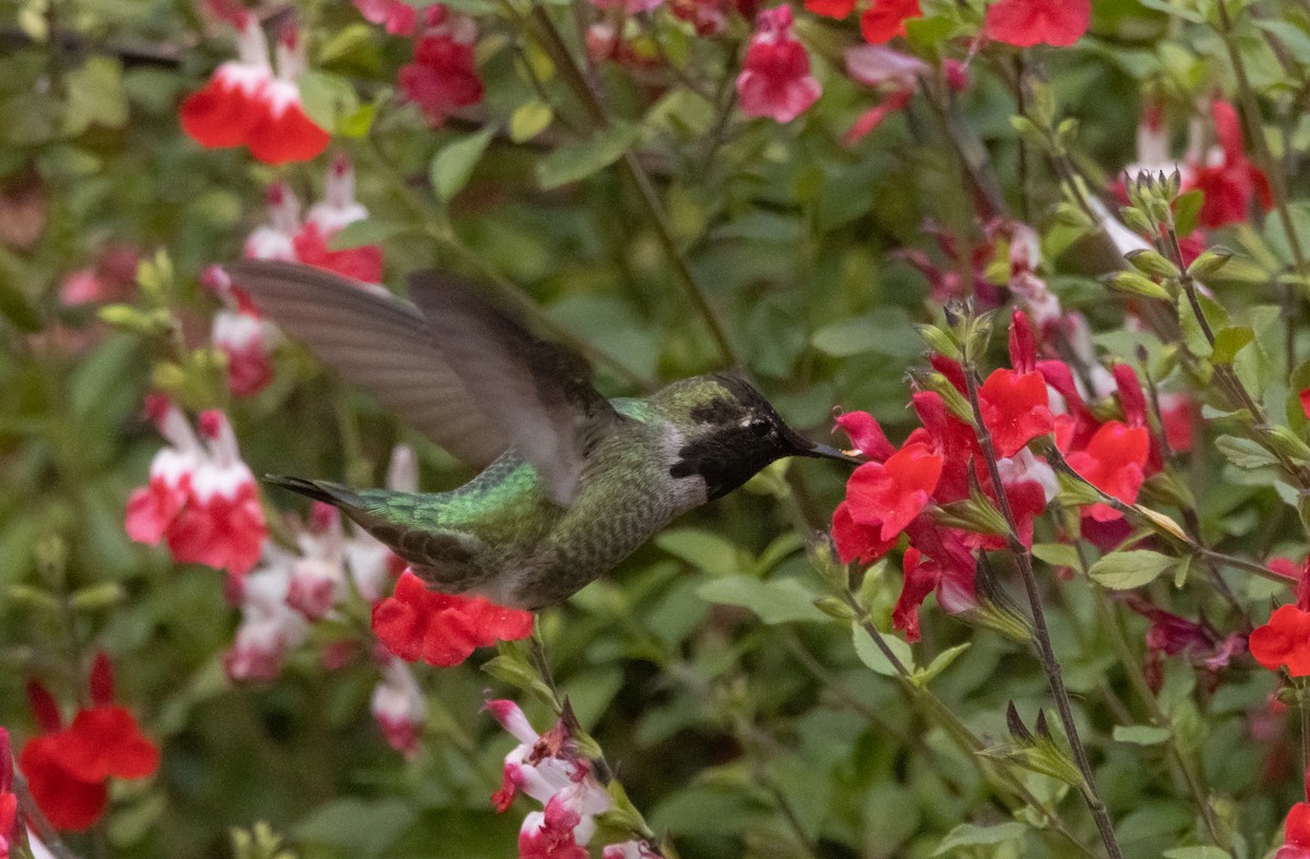 Anna's Hummingbird - ML581378261