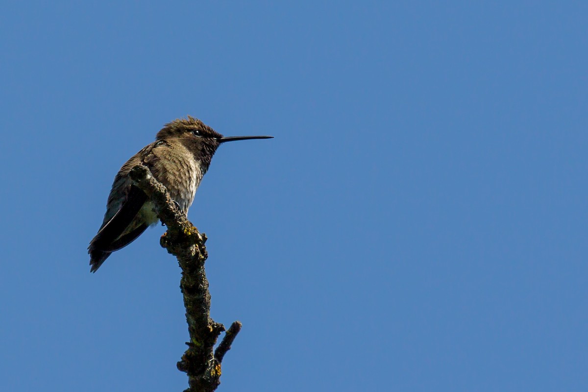 Anna's Hummingbird - ML581380471