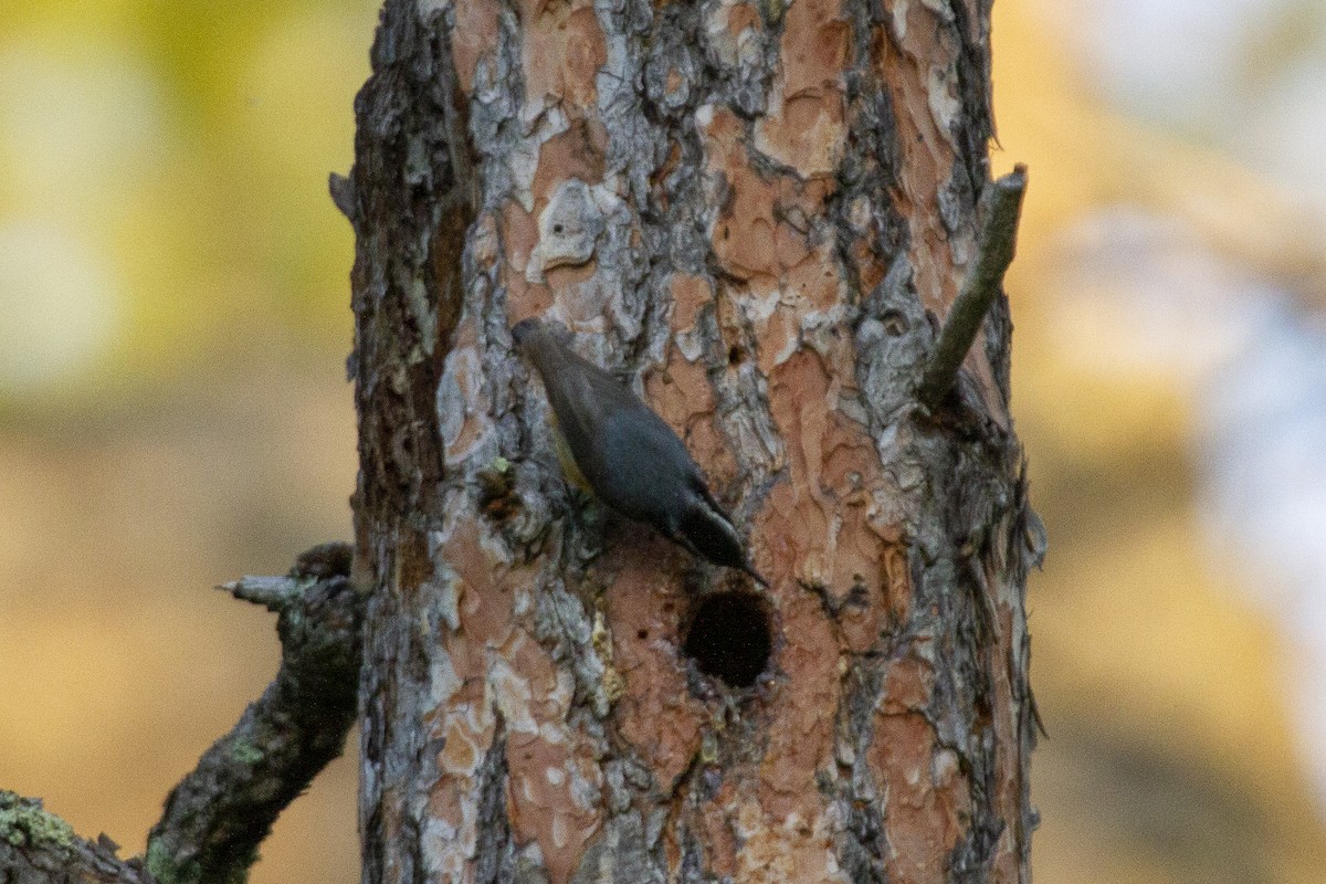 Red-breasted Nuthatch - ML581380771