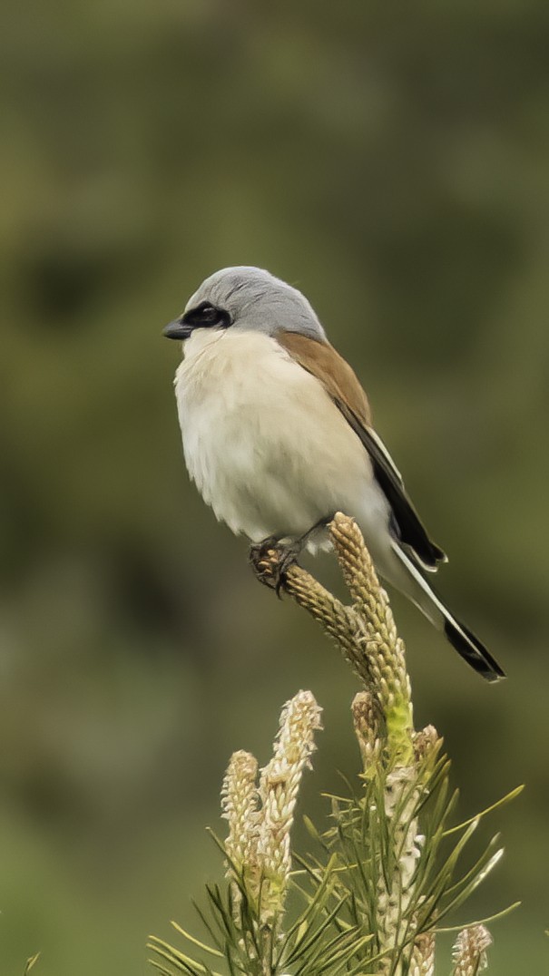 Red-backed Shrike - ML581382491