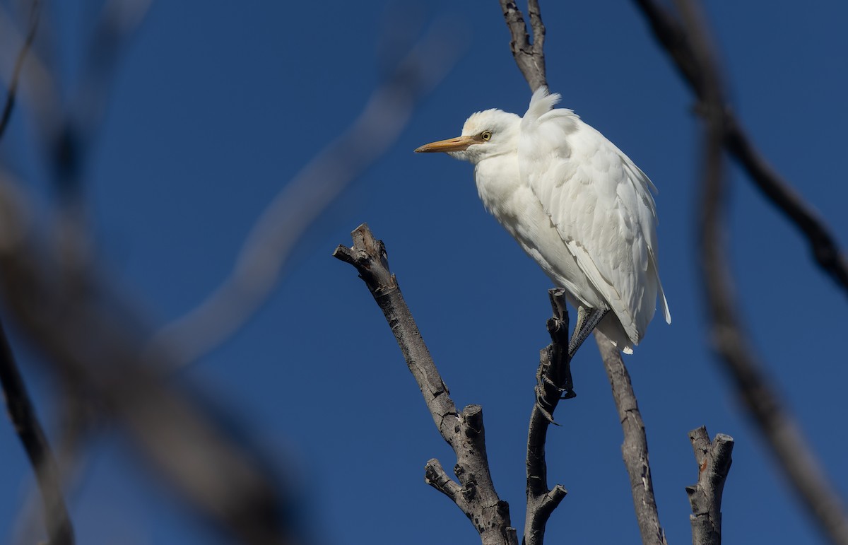 Eastern Cattle Egret - ML581383671