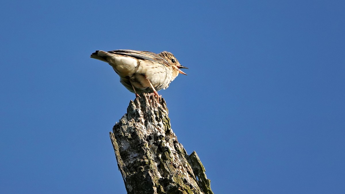 Tree Pipit - ML581383861