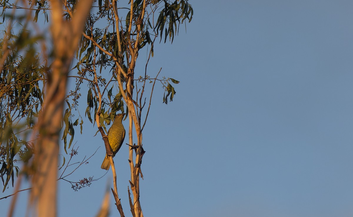 Satin Bowerbird - ML581384341