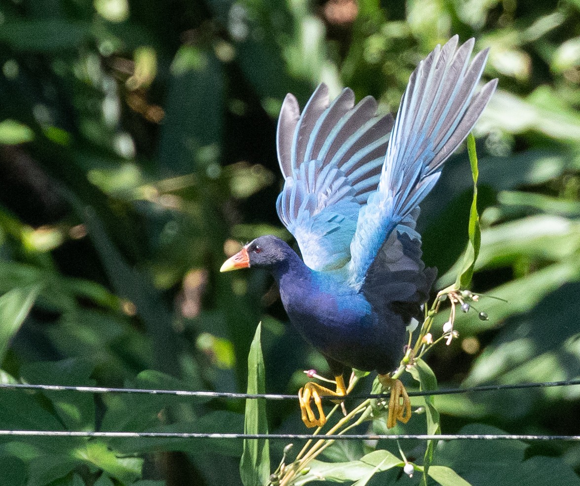 Purple Gallinule - ML581385051