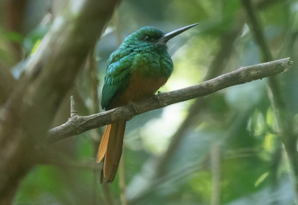 Bluish-fronted Jacamar - Michael Buckham