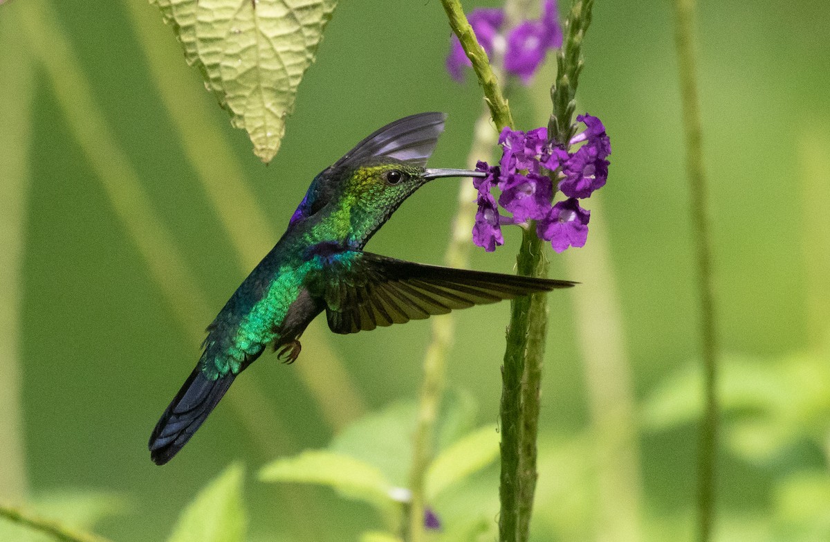 Blauschwanz-Smaragdkolibri - ML581385791