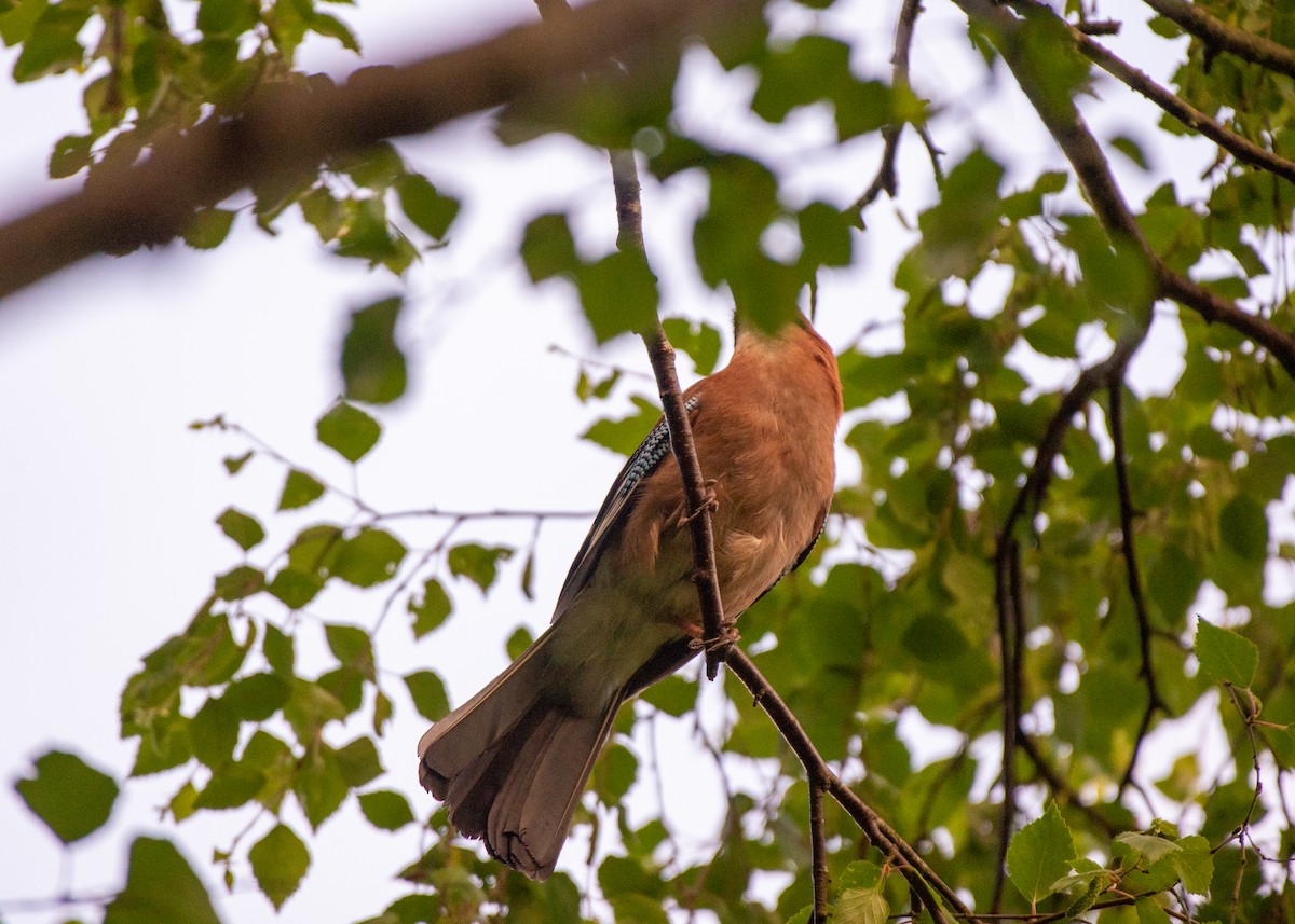 Eurasian Jay - ML581386311