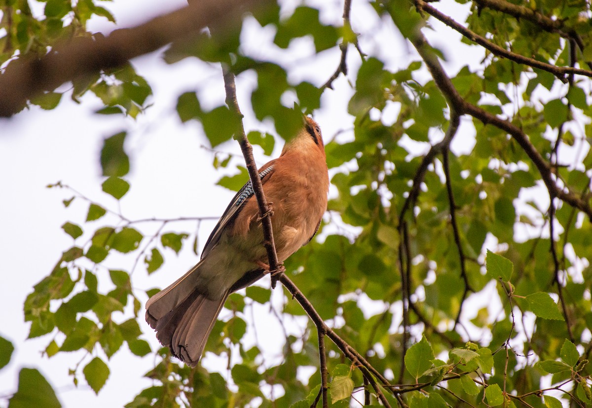 Eurasian Jay - ML581386321