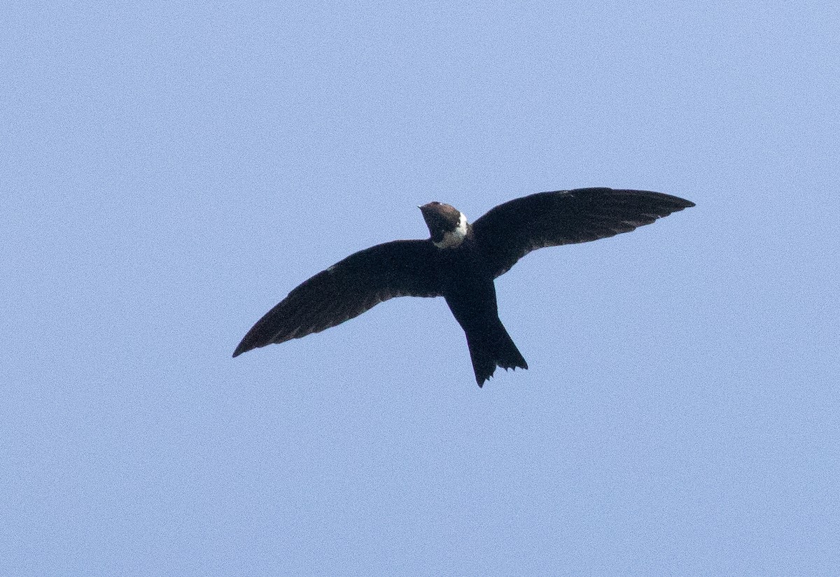 White-collared Swift - Michael Buckham