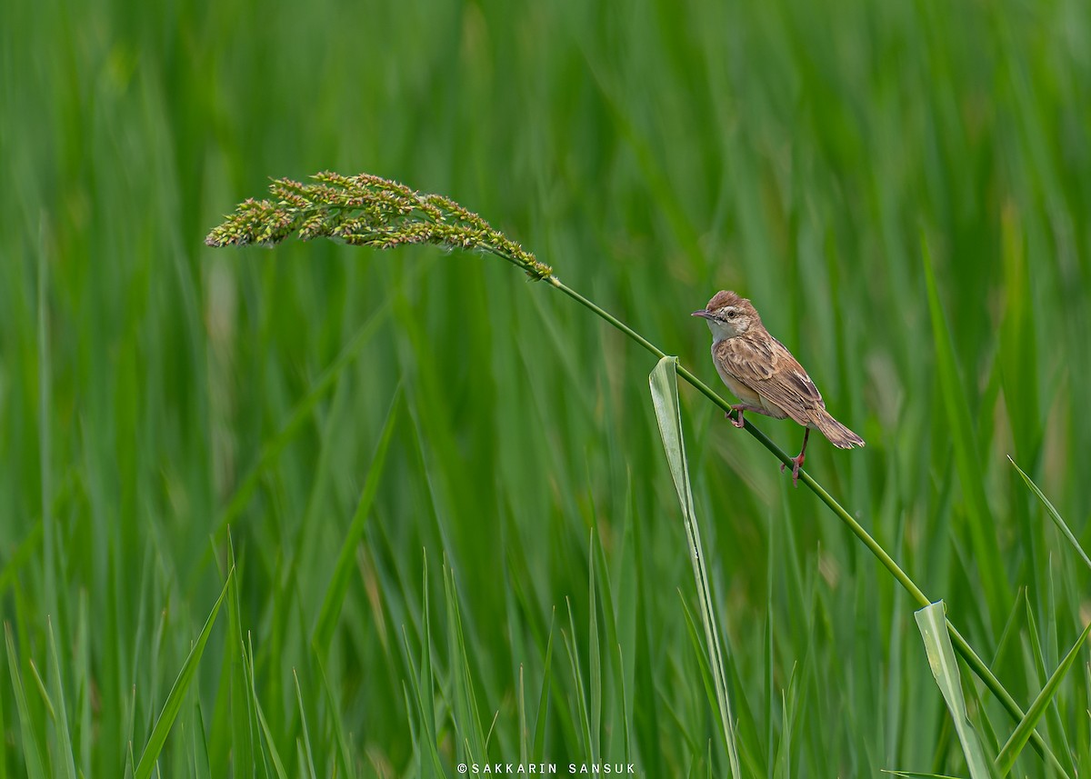 Zitting Cisticola - ML581388351