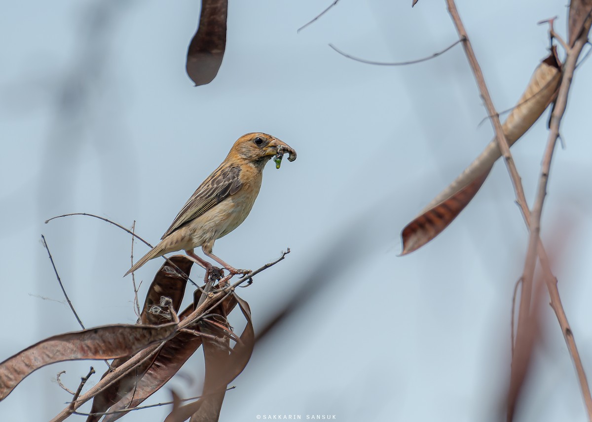 Baya Weaver - ML581388721