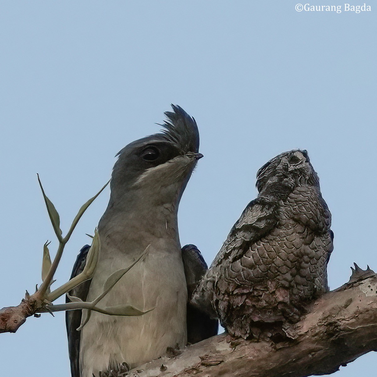 Crested Treeswift - Gaurang Bagda