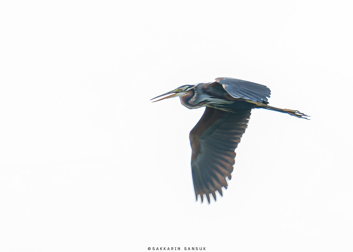 Purple Heron - ML581389231