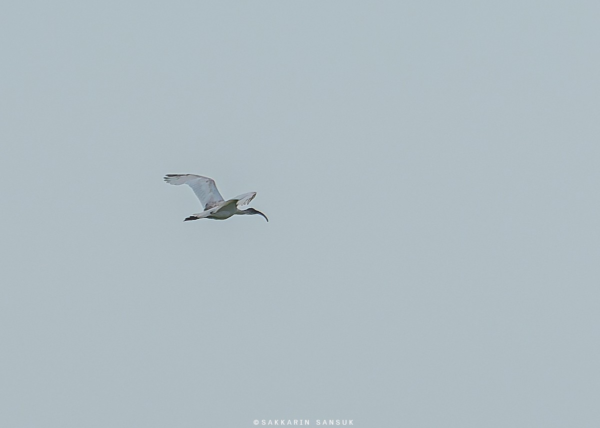 ibis černohlavý - ML581389261