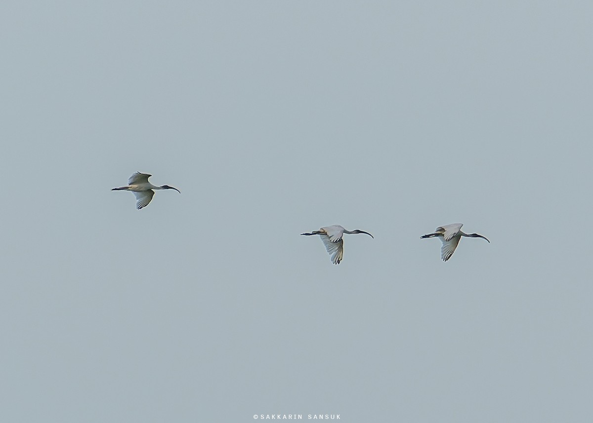 ibis černohlavý - ML581389271