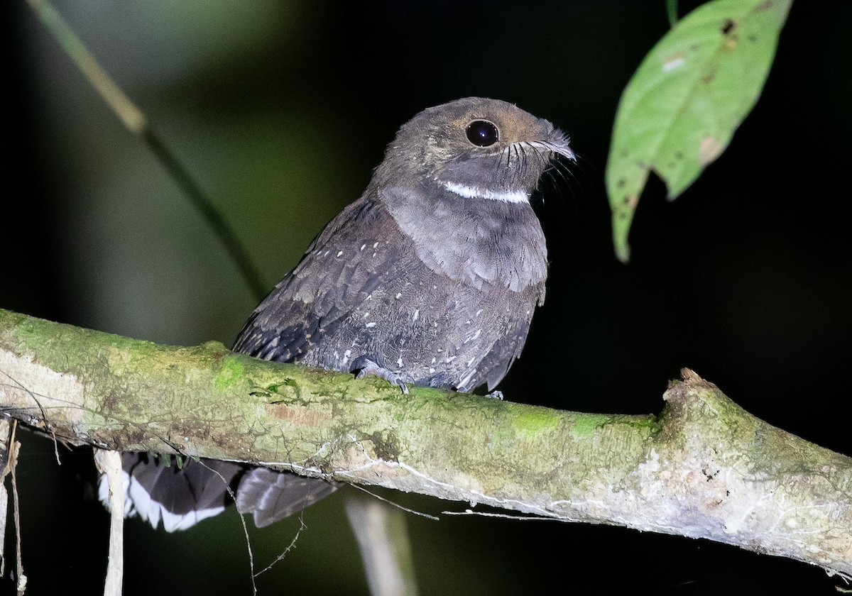 Ocellated Poorwill - ML581389791