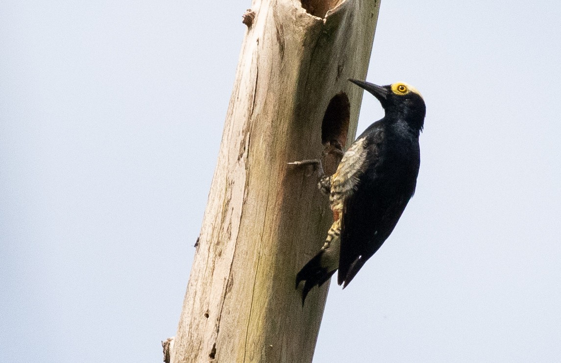 Yellow-tufted Woodpecker - ML581390391