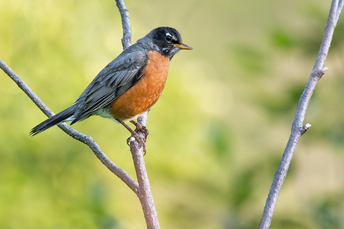 American Robin - ML581390411