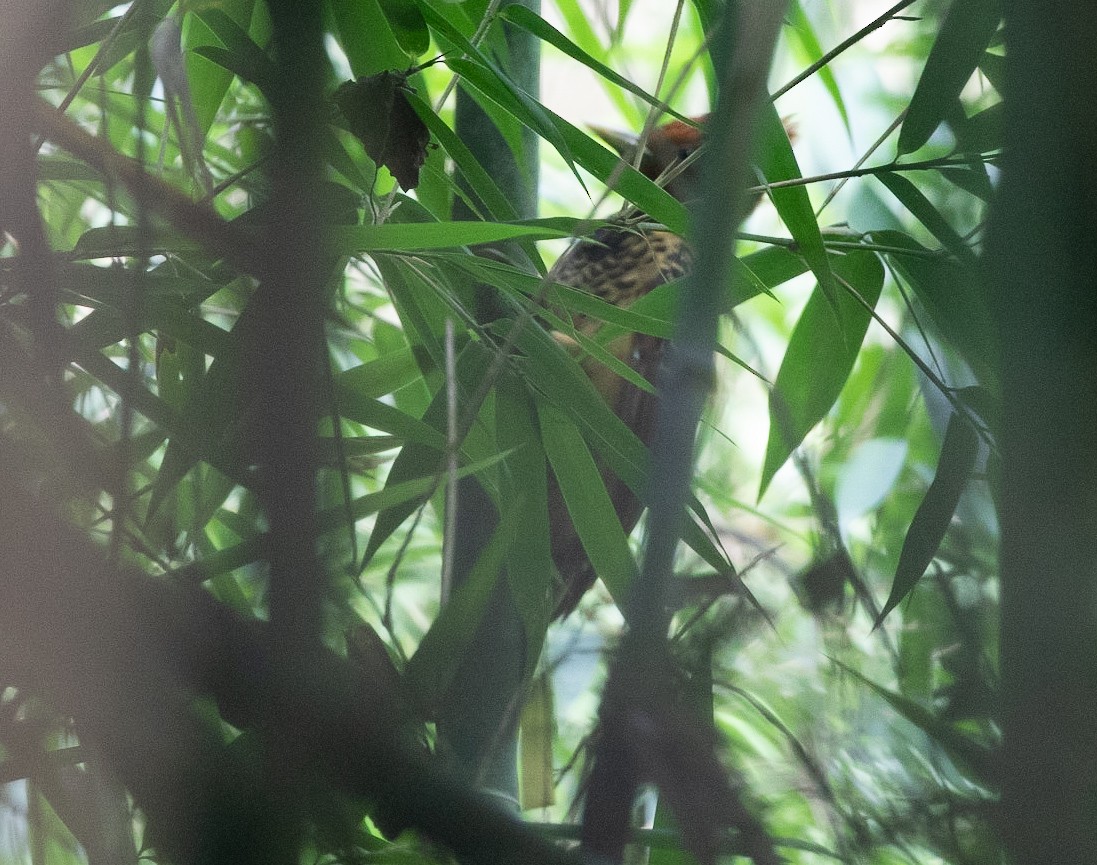 Rufous-headed Woodpecker - ML581390421