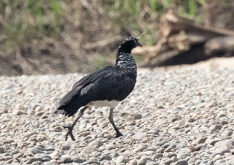 Horned Screamer - ML581390441