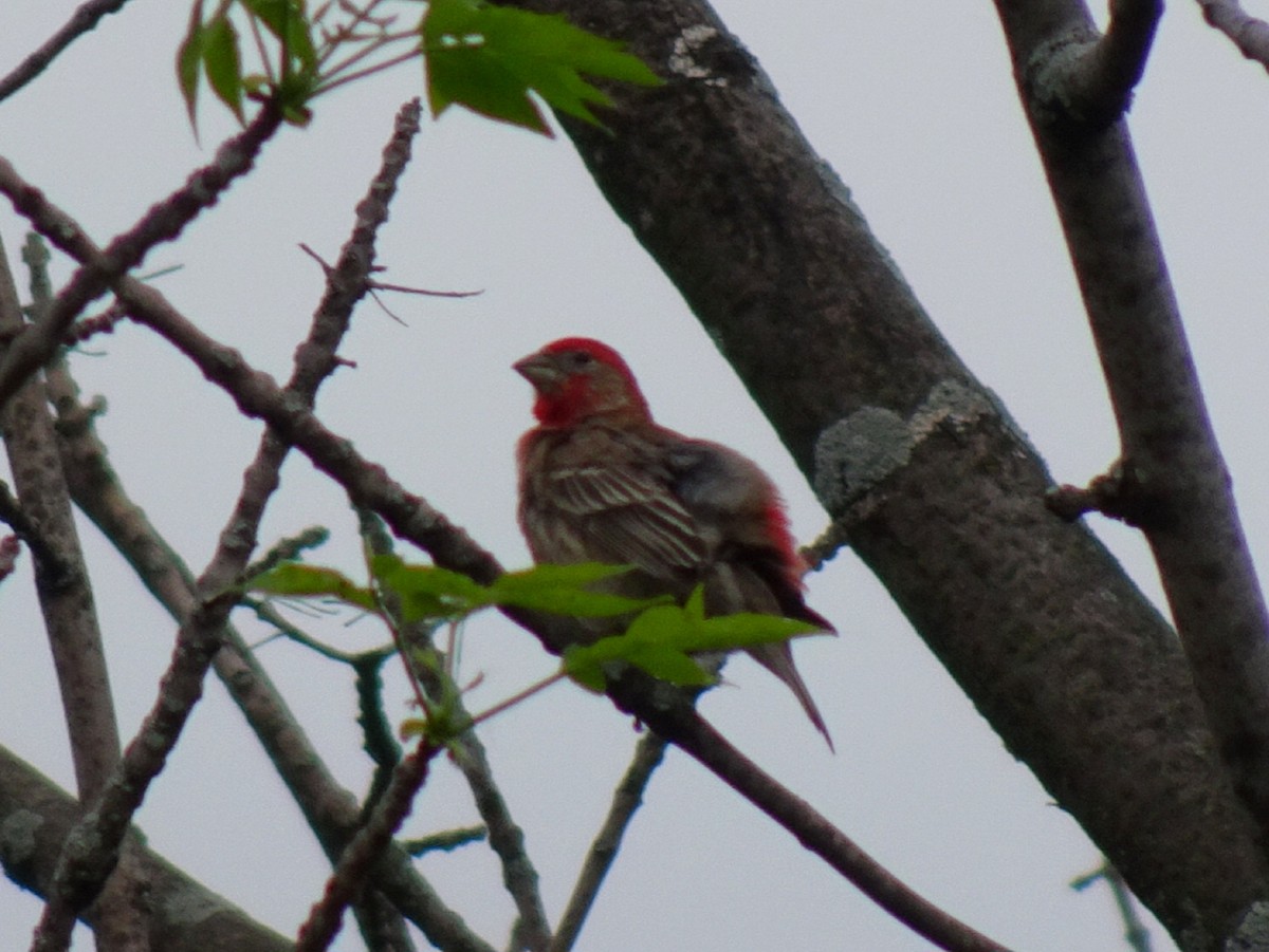 House Finch - ML581390861