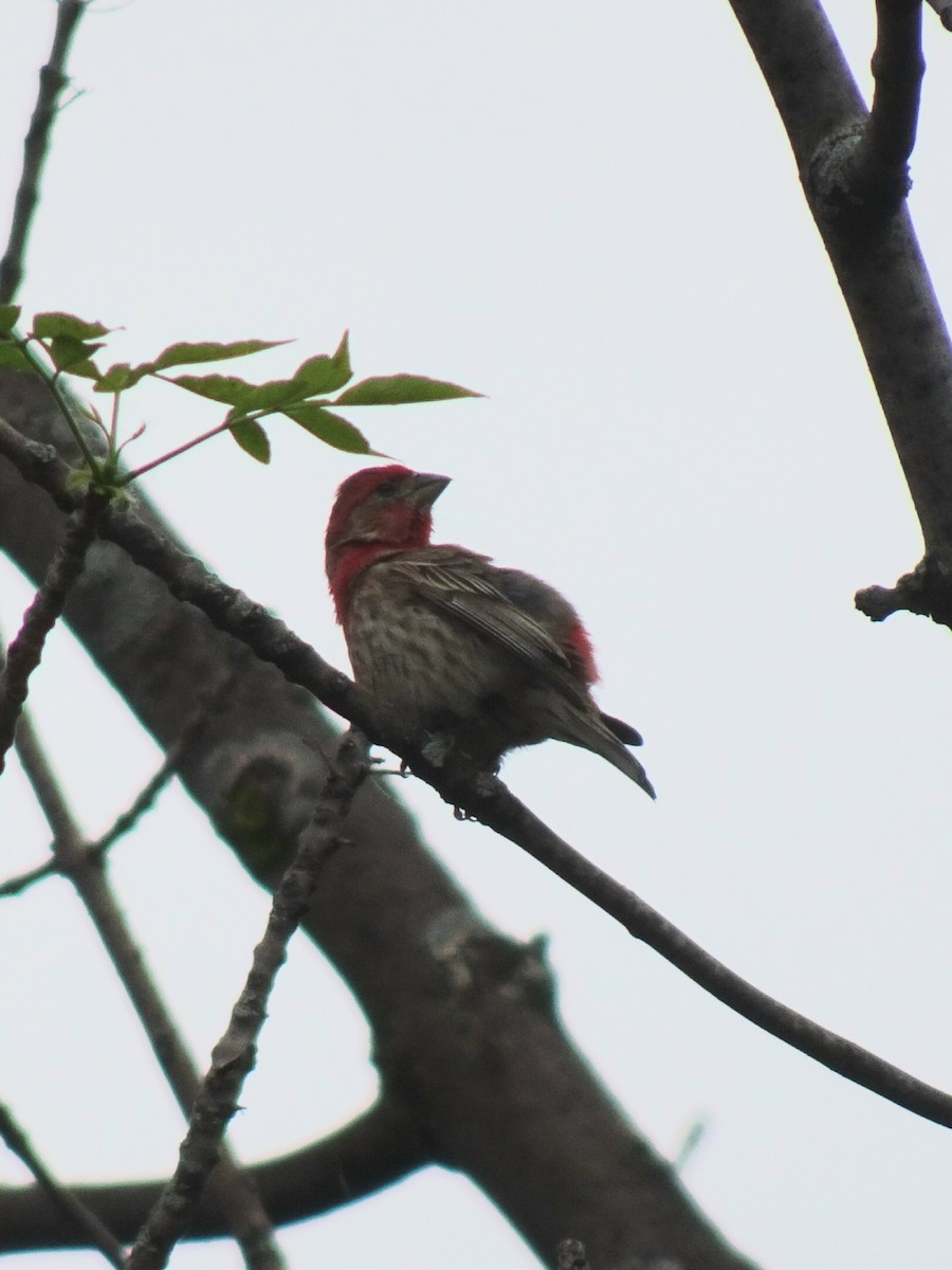 House Finch - ML581390871