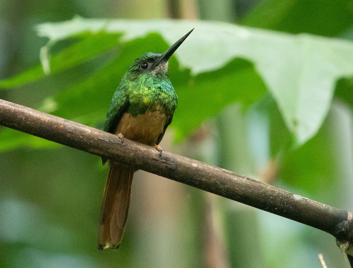 Bluish-fronted Jacamar - Michael Buckham